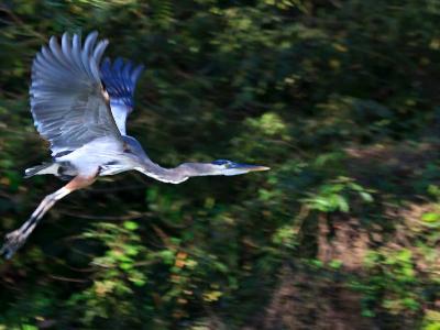 Great Blue Heron in Flight Great Blue Heron in Flight