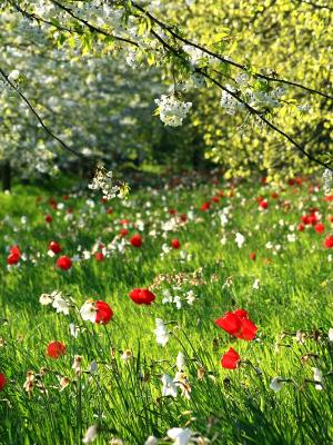 Tulips and pear blossoms Tulips and pear blossoms