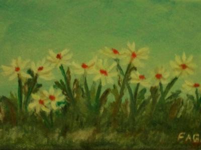 dasies dasies