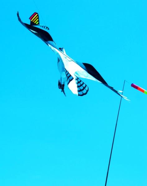 Wind Under My Wings
