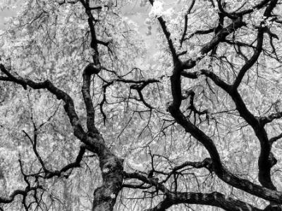 Cherry Tree Silhouette Black and White Cherry Tree Silhouette Black and White