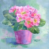 primroses