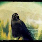 Altered Crow