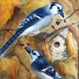 Blue Jays in Autumn