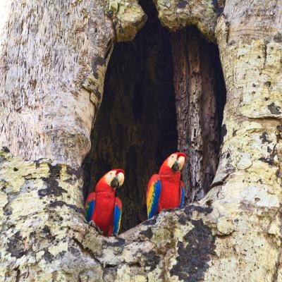 Scarlet Macaws (Square) Scarlet Macaws (Square)