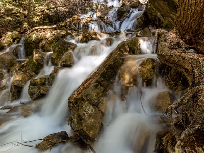 Silky Dead Horse Creek Roots and Rocks Silky Dead Horse Creek Roots and Rocks