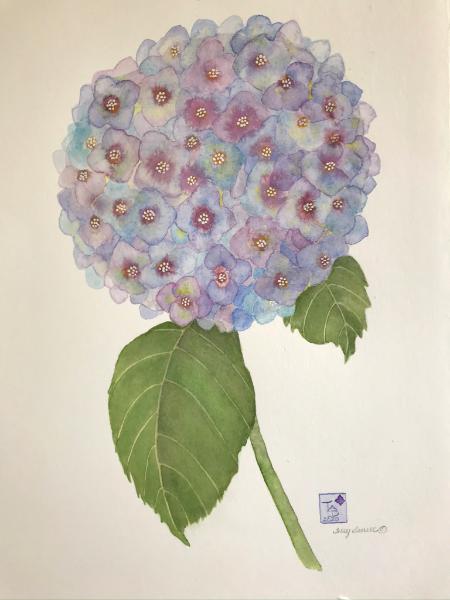 Blue Hydrangea