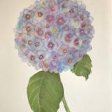 Blue Hydrangea