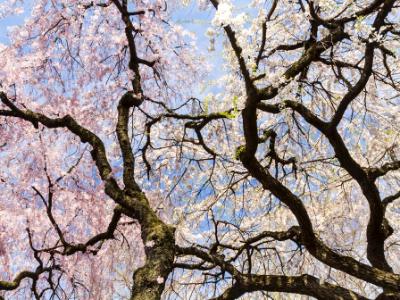 Blossoms and Branches Blossoms and Branches
