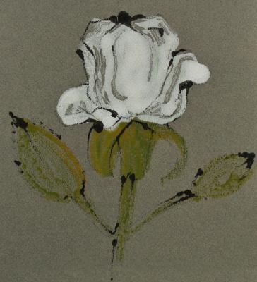 White Rose White Rose
