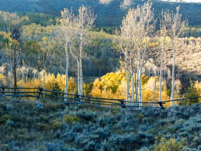 Aspen Ridge and Wooden Fence Aspen Ridge and Wooden Fence
