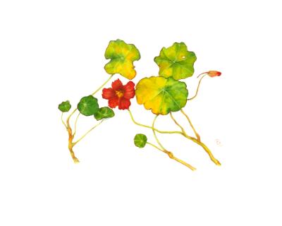 Nasturtium