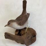 House Wren #28