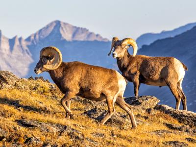 Big Horn Sheep on Trail Ridge Big Horn Sheep on Trail Ridge