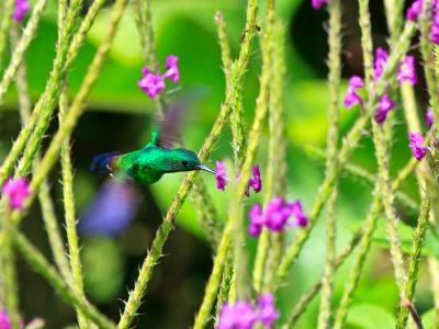 Hovering Steely-Vented Hummingbird Hovering Steely-Vented Hummingbird