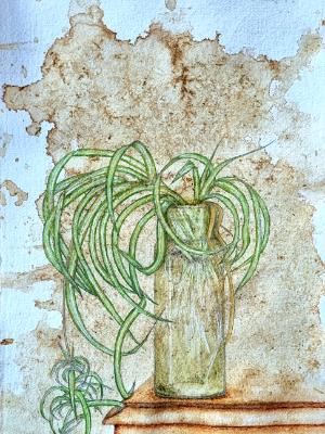 Spider plant Spider plant