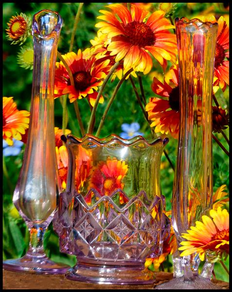 Refracting Garden Flowers