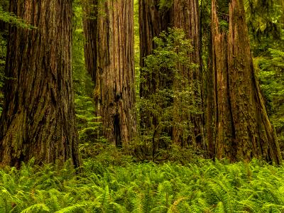 Sword Ferns and Redwood Trunks Sword Ferns and Redwood Trunks