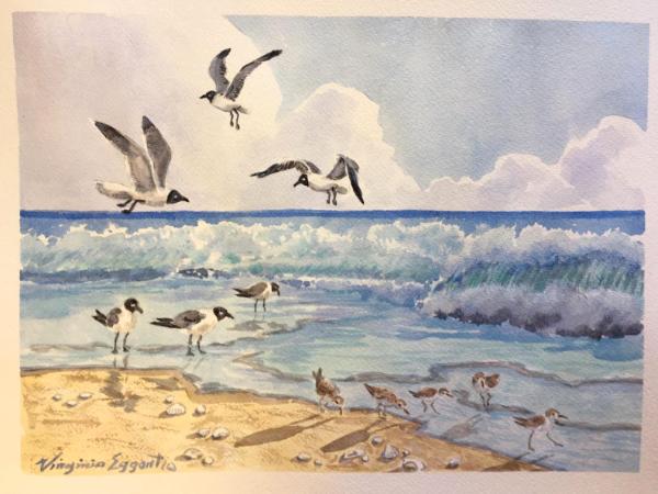 Gulls and Sandpipers