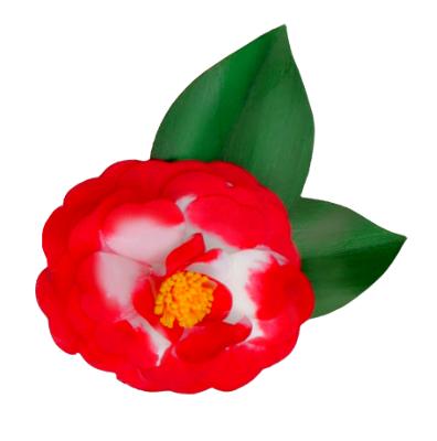 Variegated Red Camellia Japonica Pin, The Winter Rose Variegated Red Camellia Japonica Pin, The Winter Rose