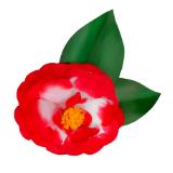 Variegated Red Camellia Japonica Pin, The Winter Rose