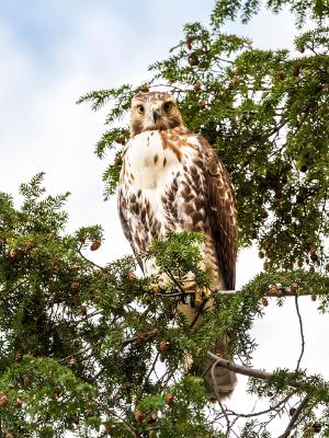 Brooklyn Red-Tailed Hawk Brooklyn Red-Tailed Hawk