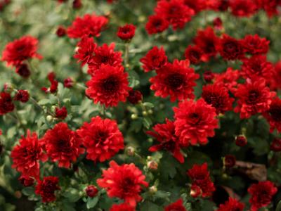 Red Mums