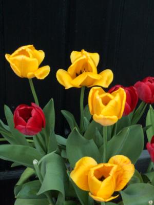 Yellow and Red Tulips #1 Yellow and Red Tulips #1