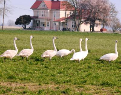 Swan Flock