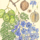 Jacaranda