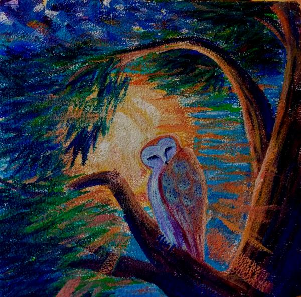 Barn Owl 