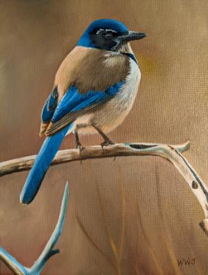 Scrub Jay Scrub Jay