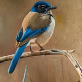 Scrub Jay