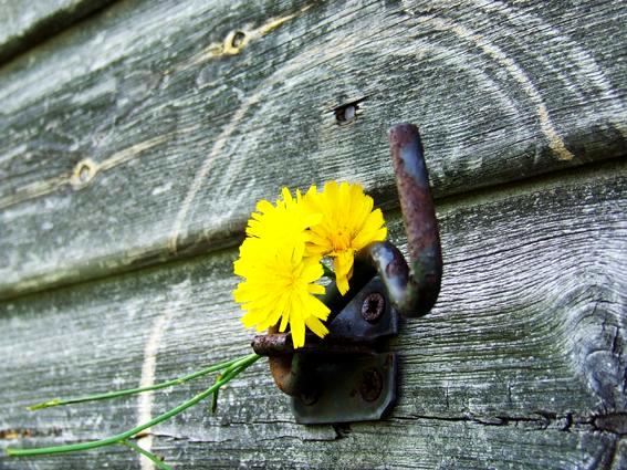 Nature: Hooked on Flowers