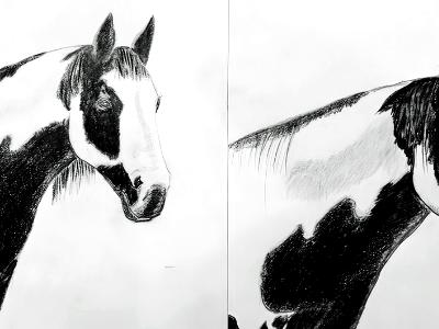 Horse Study Horse Study