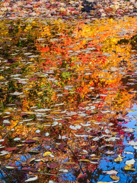 Floating Autumn Leaves
