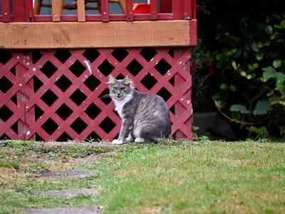 Untitled Aberdeen Cat Untitled Aberdeen Cat