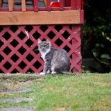 Untitled Aberdeen Cat 