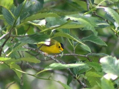 Wilson's Warbler Wilson's Warbler