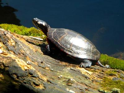 Sunbathing