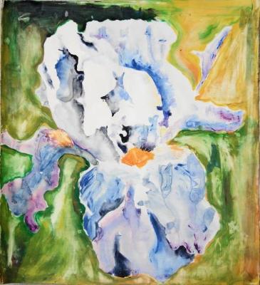 Iris