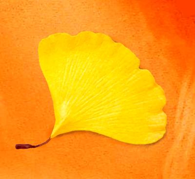 Ginkgo Pin Ginkgo Pin