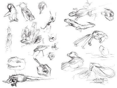 Galapagos sketches 7