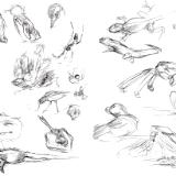 Galapagos sketches 7