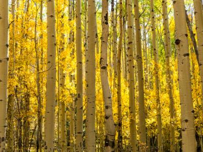 Golden Aspen Forest Golden Aspen Forest