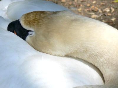 Sleeping Swan