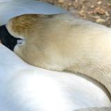 Sleeping Swan