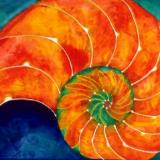 nautilus