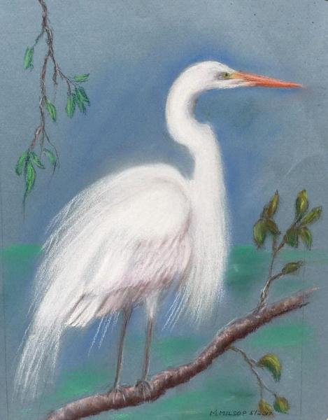 Great  Egret