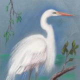 Great  Egret